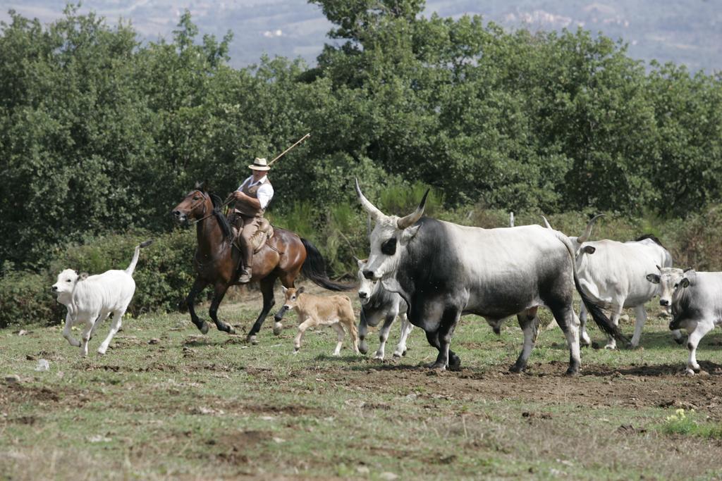 Agriturismo La Forra カヴリーリア エクステリア 写真